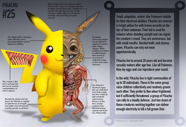 Anatomy of a pokemon
